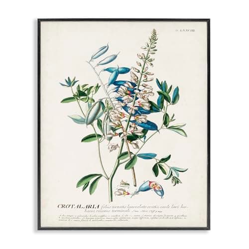 Stupell Industries Botanical Plant Illustration Flowers And Leaves Vintage Design, Design by World Art Group, 11 x 14, Black Framed