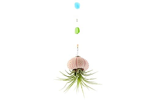 2 Dirty Birds, Handmade Single Peach Hanging Jellyfish Live Air Plants, Sea Urchin Shell w/Sea Glass, Swarovski & Freshwater Pearls (1 Hanging)