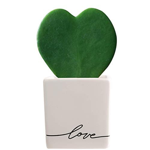 Costa Farms Live Indoor Plant Hoya Heart, Succulent-Like Houseplant in Modern Decor Love Planter, Room Décor, Desk Décor, Birthday, Unique Gift, Excellent Tabletop Size, Room Décor, 5-Inches Tall