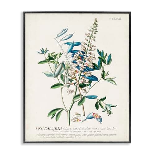 Stupell Industries Botanical Plant Illustration Flowers And Leaves Vintage Design Black Framed Wall Art, Multi-Color, Model Number: fap-217_fr_11x14