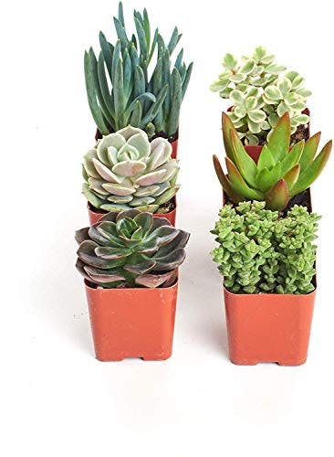 Shop Succulents | Can't Touch This Collection | Assortment of Hand Selected, Fully Rooted Live Indoor Succulent and Cacti Plants, 6-Pack, Mix