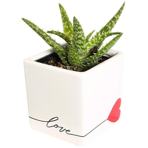 Costa Farms Live Indoor Plant Hoya Heart, Succulent-Like Houseplant in Modern Decor Love Planter, Room Décor, Desk Décor, Birthday, Unique Gift, Excellent Tabletop Size, Room Décor, 5-Inches Tall