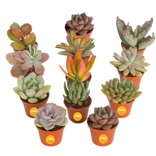 Costa Farms Succulents (12-Pack), Live Assorted Mini Succulent Plants in Nursery Plant Pots, Grower's Choice Indoor Houseplants, Bulk Baby Shower or Bridesmaid Gifts, Party Favors, 2-Inches Tall