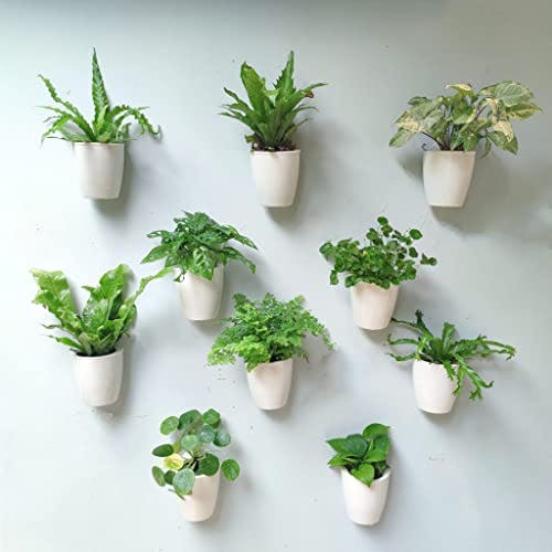 LaLaGreen Wall Planters for Indoor Plants - 10 Pack, 4 Inch Self Watering Plastic Planters and Pots, White Plant Holder, Modern Hydroponic Wall Pot Vertical System for Living Plant, Garden