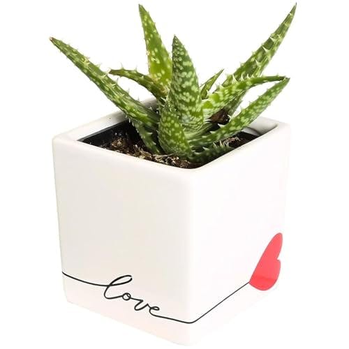 Costa Farms Live Indoor Aloe Vera Plant, Easy to Grow Succulent-Like Houseplant in Cute Succulent Pot, Birthday, Housewarming Gift, Room Décor, 5-Inches Tall