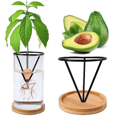 Bylion Avocado Tree Growing Kits, Avocado Growing Vase Wooden Base Avocado Seed Starter Vase Glass Plant Pot Easy Seed Sprout Starter Gift for Women Gardening Lovers Home Office Table Decoration