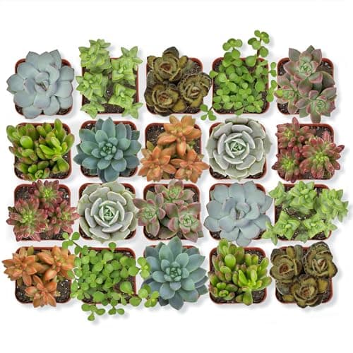 Altman Plants, Live Succulent Plants (20 Pack) Assorted Potted Succulents Plants Live House Plants in Cacti and Succulent Soil Mix, Cactus Plants Live Indoor Plants Live Houseplants in Planter Pots