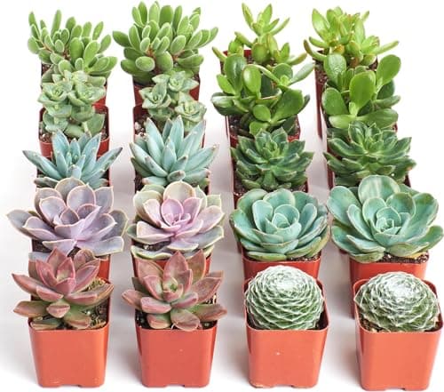 Shop Succulents Assorted Succulent Plant Pack Bulk Collection - Live Mini Succulent Plants, Low Maintenance, Mixture of Colors & Textures - Wedding and Party Favors, Gift & Garden, Pack of 20