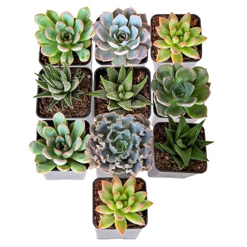 Costa Farms Succulents (10 Pack), Live 2.5 Inch Succulent Plants, Grower's Choice Houseplants, Potted in Nursery Plant Pots, Potting Soil, Gift for Bulk Baby Shower, Bridal Shower, DIY Room Décor