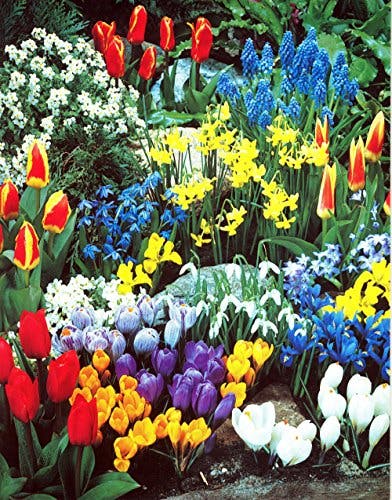 Complete Spring Flower Bulb Garden - 50 Bulbs for 50 Days of Continuous Blooms (Spring Color from March Through June) - Easy to Grow Fall Planting Bulbs by Willard & May