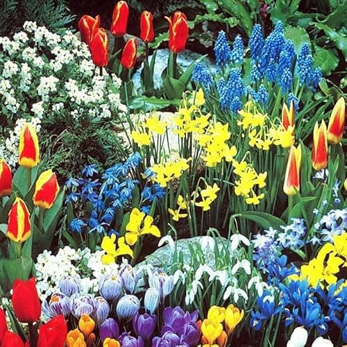 Complete Spring Flower Bulb Garden - 50 Bulbs for 50 Days of Continuous Blooms (Spring Color from March Through June) - Easy to Grow Fall Planting Bulbs by Willard & May