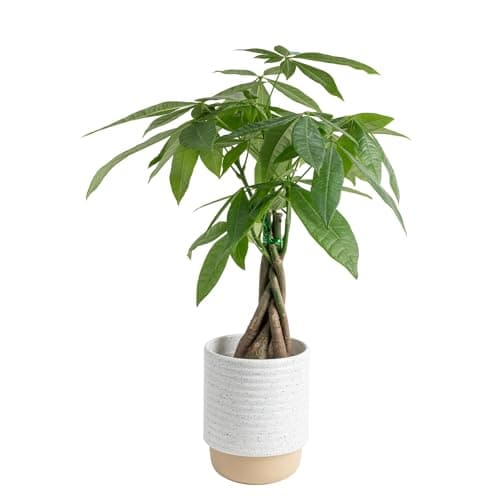 Costa Farms Money Tree Live Plant in Decorative Pot, Air Purifying, Braided Indoor Houseplant, Perfect for Home, Room, or Office Decor, Great House Warming or Birthday Gift, 12-16 Inches Tall